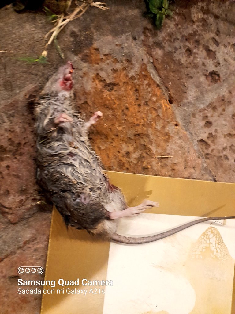 Anoche mi perra mato esta rata en mi patio 😭🤮🤮🤮🤮