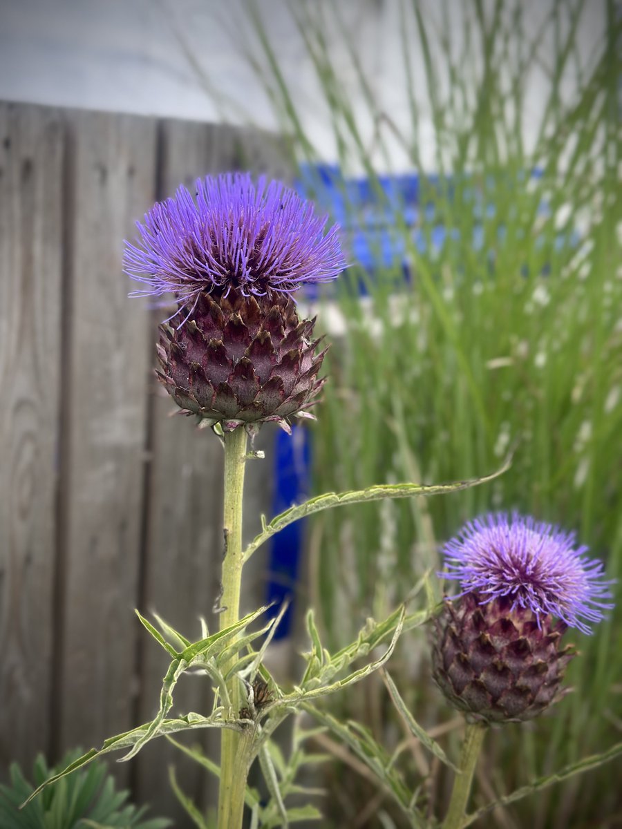 3violetMistyblu's tweet image. Mmm 
Cornish summer 😎