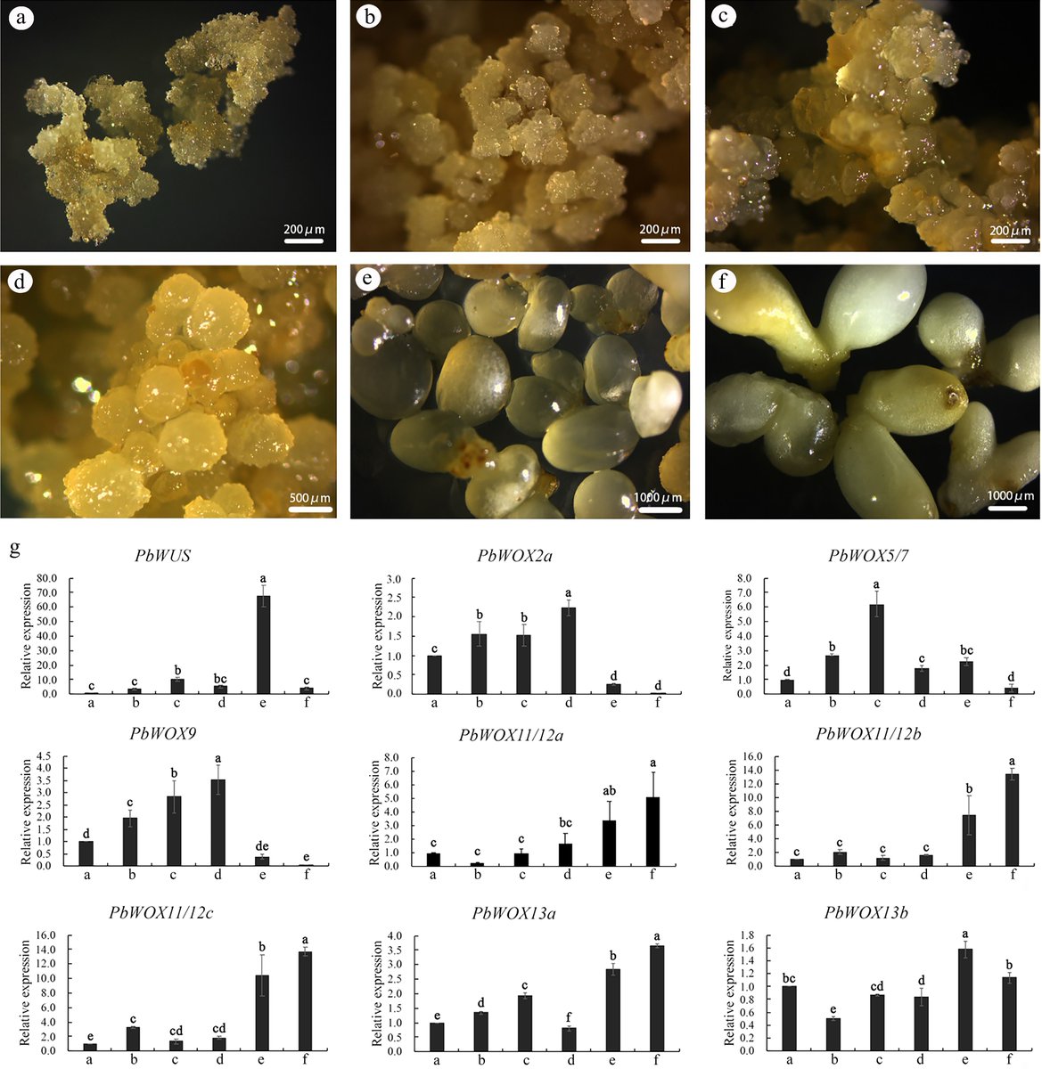 Forestry Research (@forestryres) on Twitter photo #ForestryRes #wox #genes #response
15 WOX genes in Phoebe bournei: key to embryonic development, hormone response, & somatic embryogenesis phases. Unraveling nature's secrets! 🌿🧬
<a href="/MaximumAcademic/">Maximum Academic</a> <a href="/FrontPlantSci/">Frontiers - Plant Science</a>
Details: maxapress.com/article/doi/10… #ForestryRes #wox #genes #response
15 WOX genes in Phoebe bournei: key to embryonic development, hormone response, & somatic embryogenesis phases. Unraveling nature's secrets! 🌿🧬
<a href="/MaximumAcademic/">Maximum Academic</a> <a href="/FrontPlantSci/">Frontiers - Plant Science</a>
Details: maxapress.com/article/doi/10…