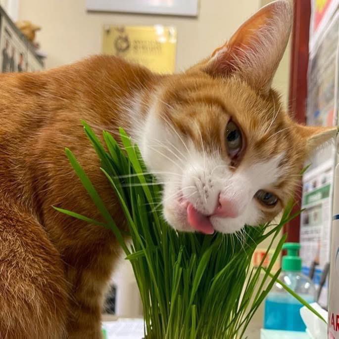 TheStourbridge's tweet image. Salad starter, not quite as appetising as the long awaited leftover roast potatoes, chicken and gravy
#cats #Cat #CatsOnTwitter #CatsOfTwitter