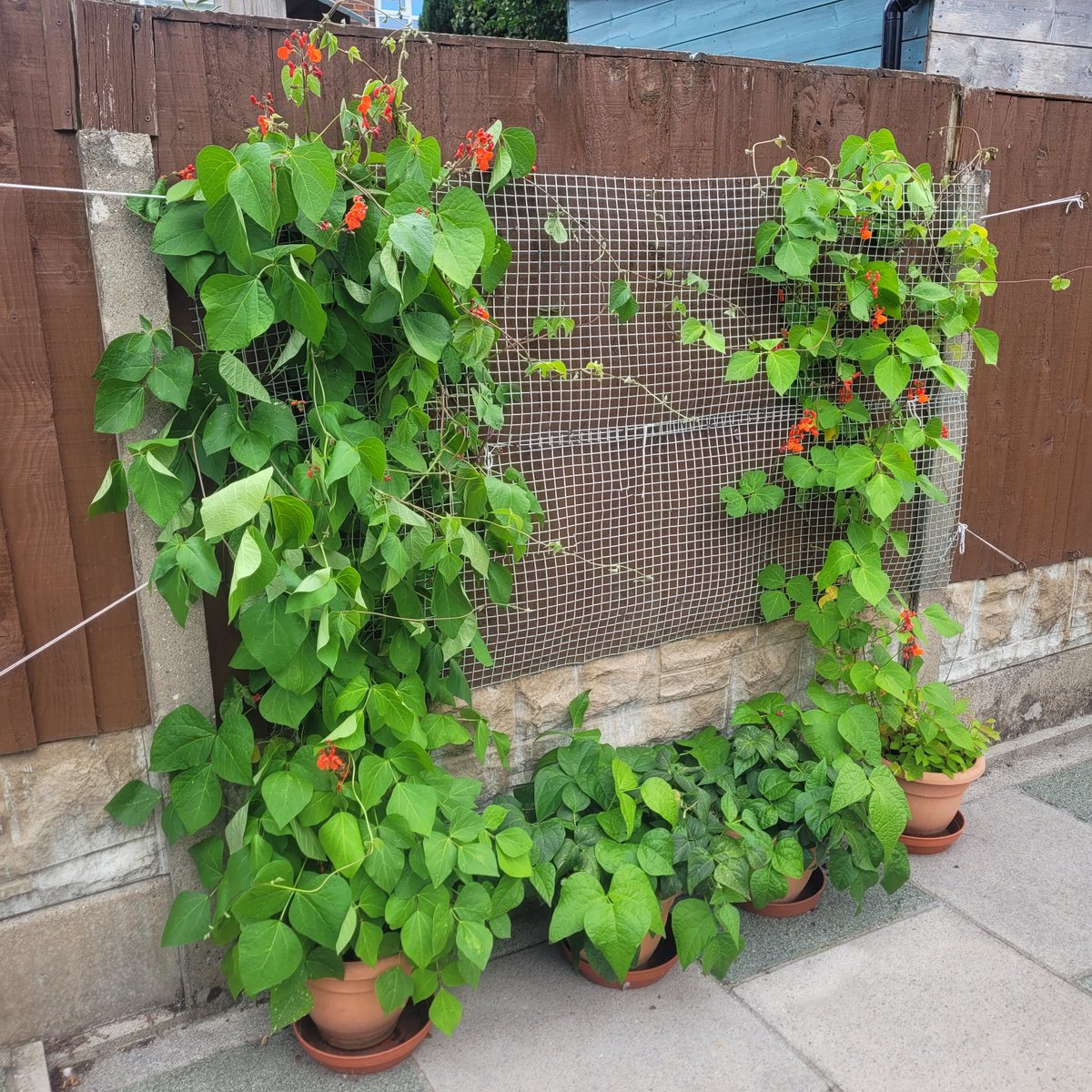 Lloyd2Dee's tweet image. Quite pleased with my runner beans. 1st time in my garden. Wont do dwarf beans again, they're rubbish. Green beans below are from another part of the garden - cobra.