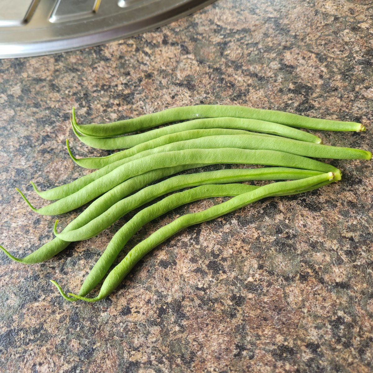 Lloyd2Dee's tweet image. Quite pleased with my runner beans. 1st time in my garden. Wont do dwarf beans again, they're rubbish. Green beans below are from another part of the garden - cobra.
