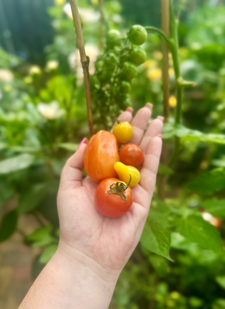 Josyanne's tweet image. Tomatenspam 🍅