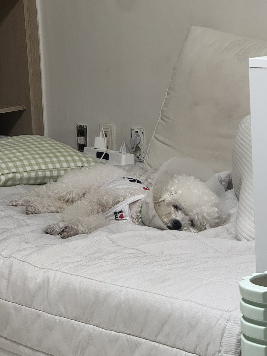 MYB0R1's tweet image. 쪼끄만게 하루종일 썽질내네 진짜로