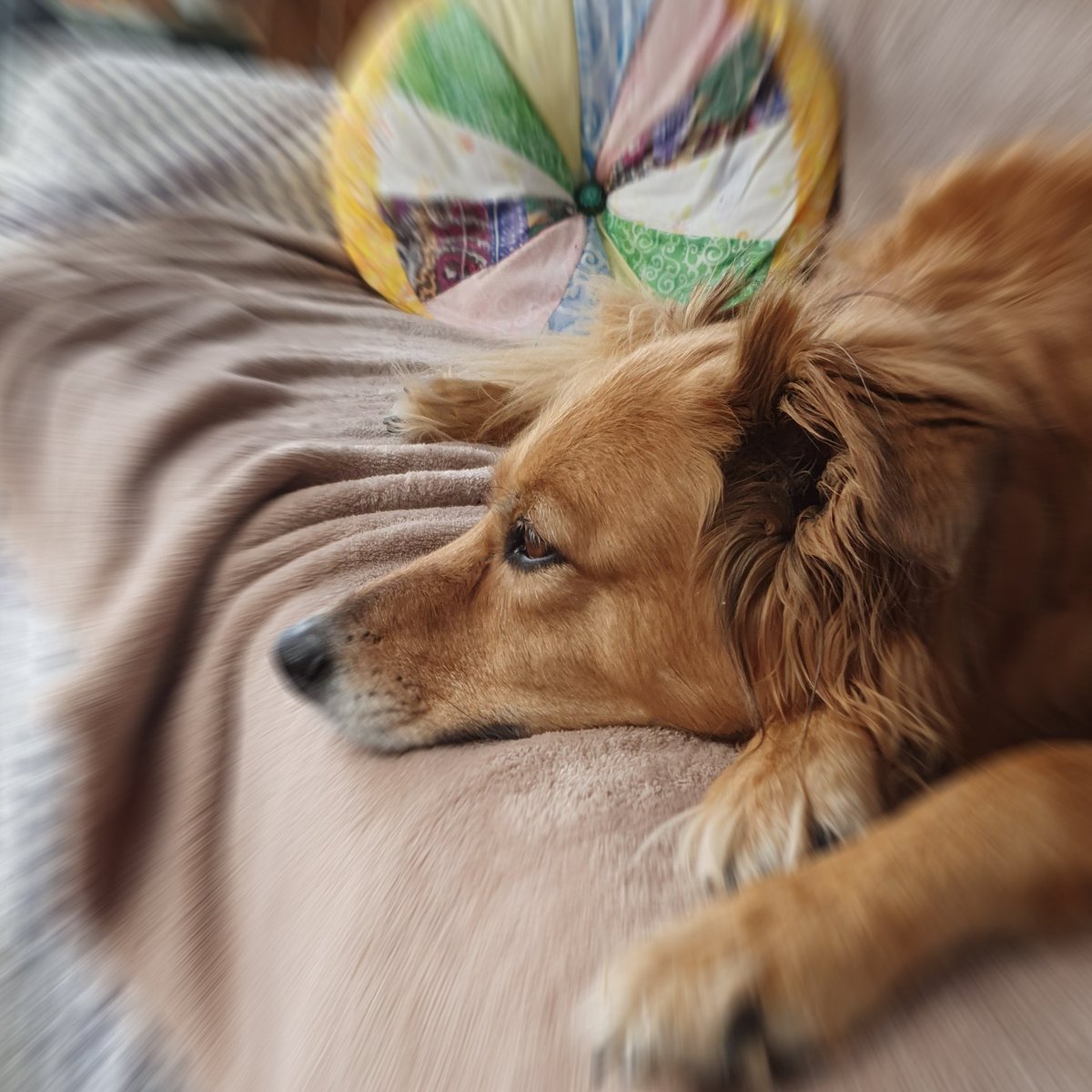 CatArthurian's tweet image. We lost our beloved dog, Puddi, at the end of May at the grand old age of 14 and 8 months.
I got home yesterday after a week away, and I swear I could hear her excited yelps as I walked through the door.
Miss her terribly.
