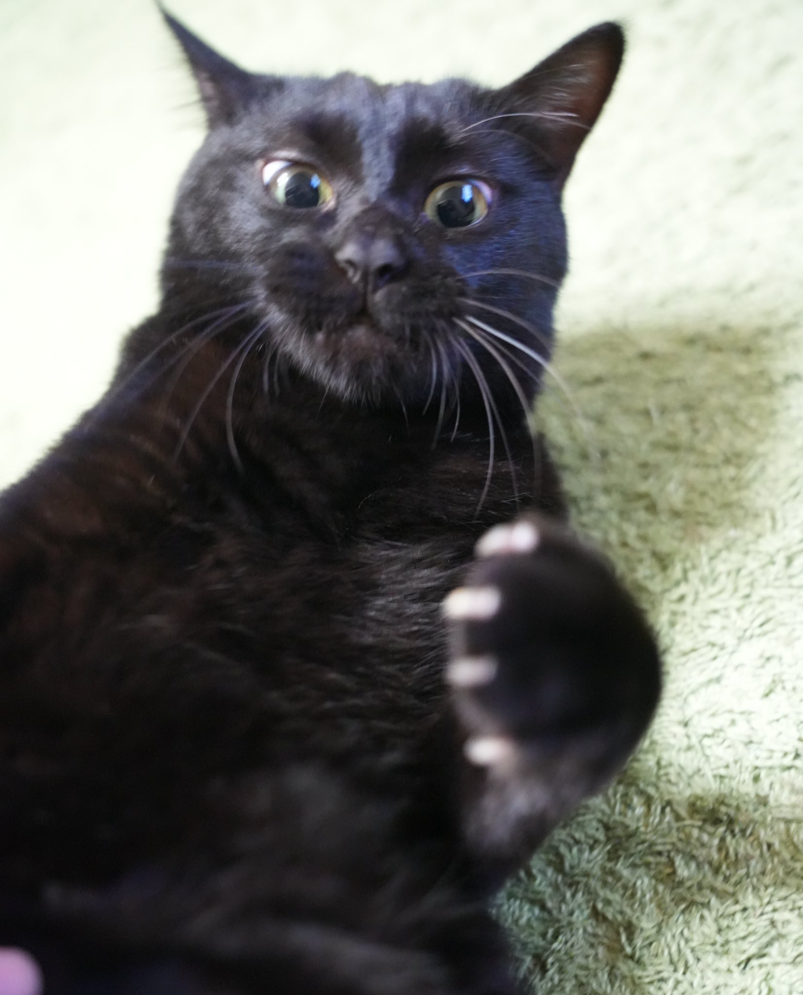 黒猫つくねちゃん太しっぽ on X: 
