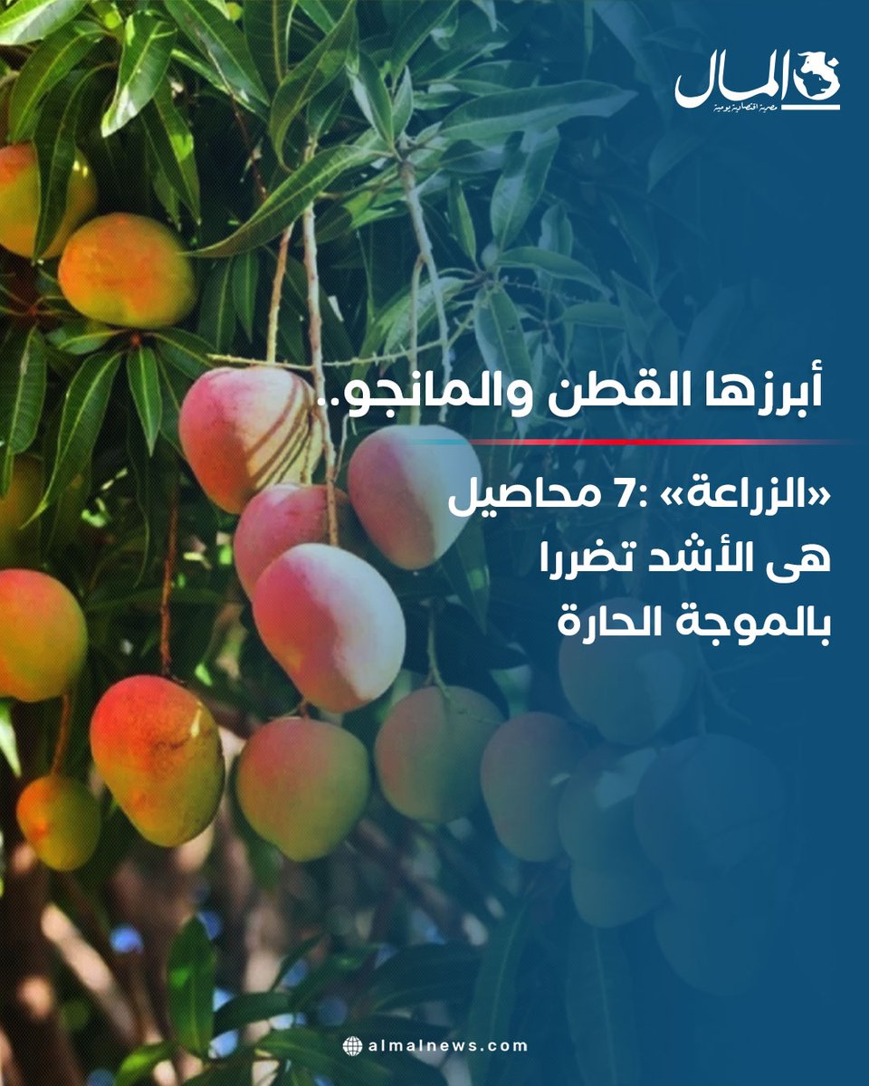 AlMalWeb's tweet image. أبرزها القطن والمانجو.. «الزراعة» :7 محاصيل هى الأشد تضررا بالموجة الحارة
للتفاصيل : almalnews.com/2067639/