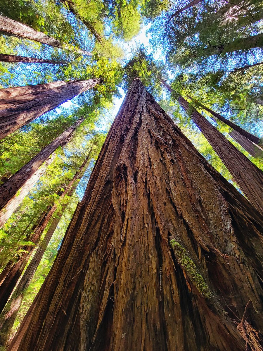 lone_wolf__1's tweet image. todays redwoods appreciation