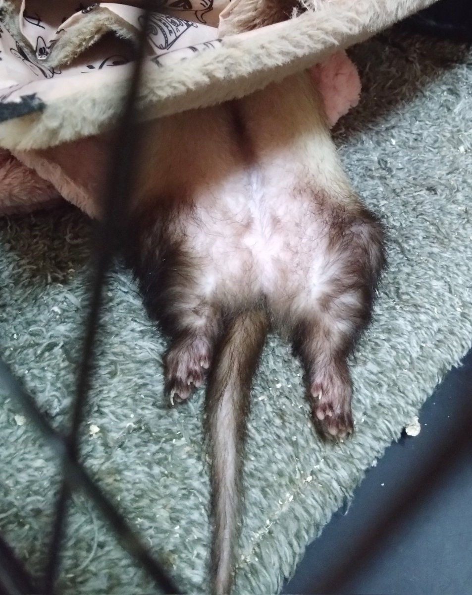 shallowsleep21's tweet image. なんかすごい寝方してる人がいた
#フェレット #ferret