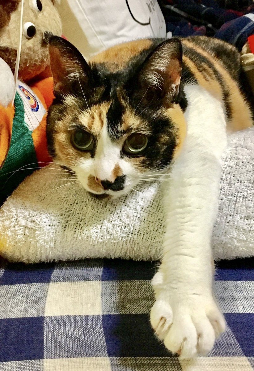 fcummavo's tweet image. 枕に頭をあずける時間ぞェ!!!