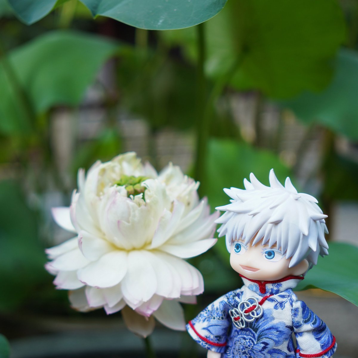 ocohcilal's tweet image. 🪷と五②
白い蓮は清廉なイメージ