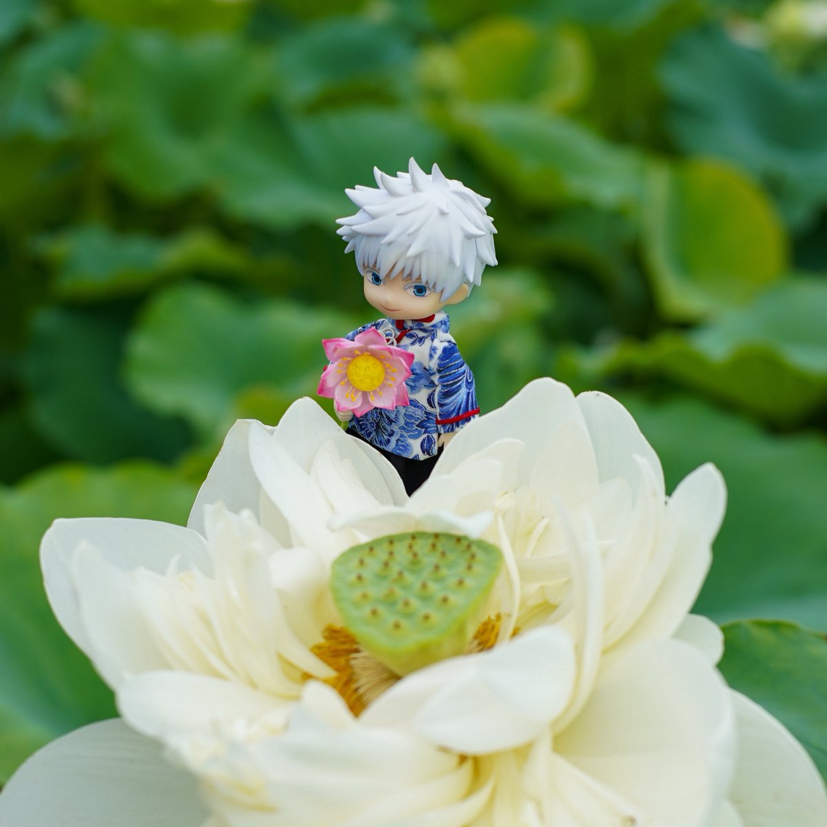ocohcilal's tweet image. 🪷と五②
白い蓮は清廉なイメージ