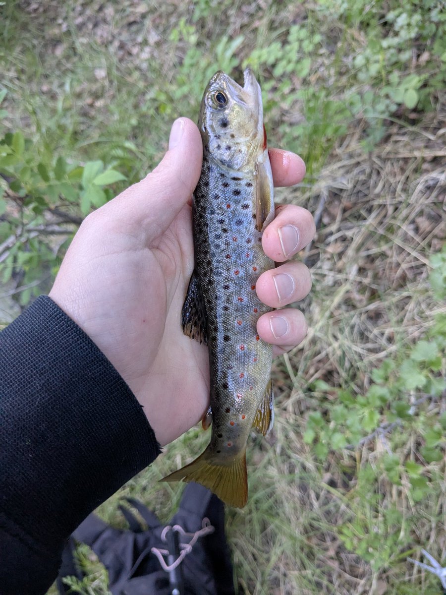 broken_link420's tweet image. Good morning internet just sharing some local pagwi.
Pagwi means fish in paiute.
Hope you enjoy going to get some more this morning 🌄 🐟