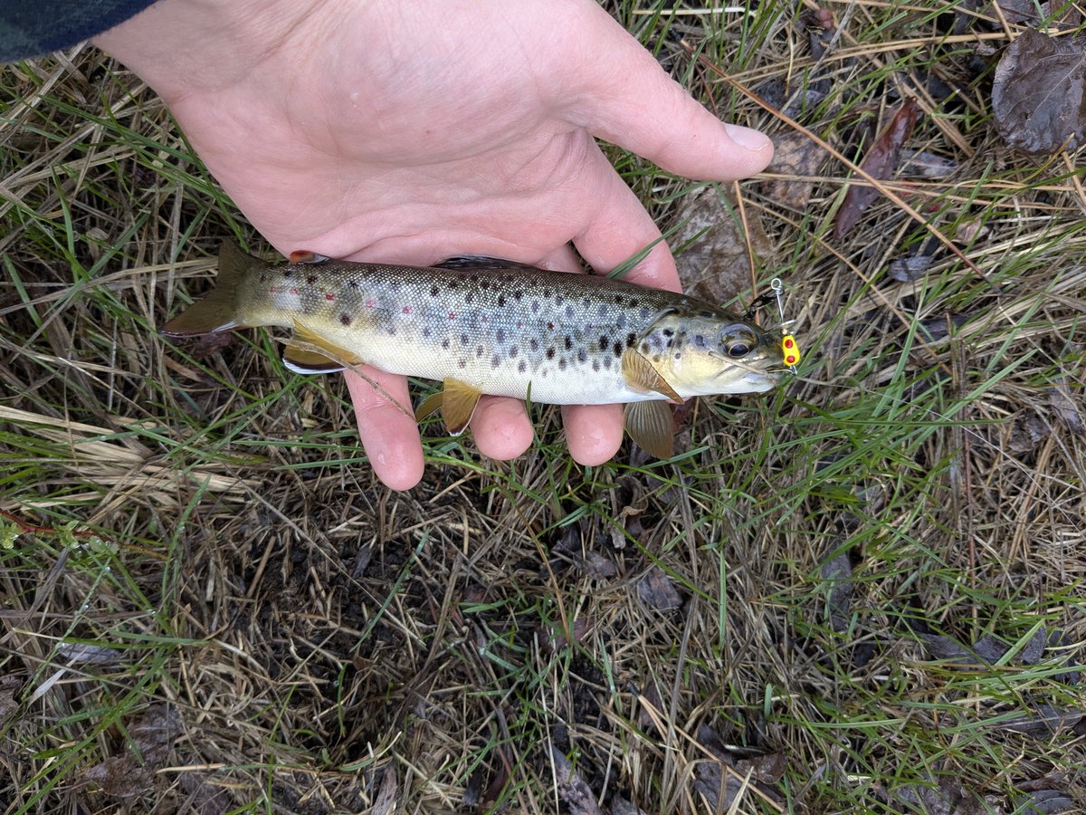 broken_link420's tweet image. Good morning internet just sharing some local pagwi.
Pagwi means fish in paiute.
Hope you enjoy going to get some more this morning 🌄 🐟