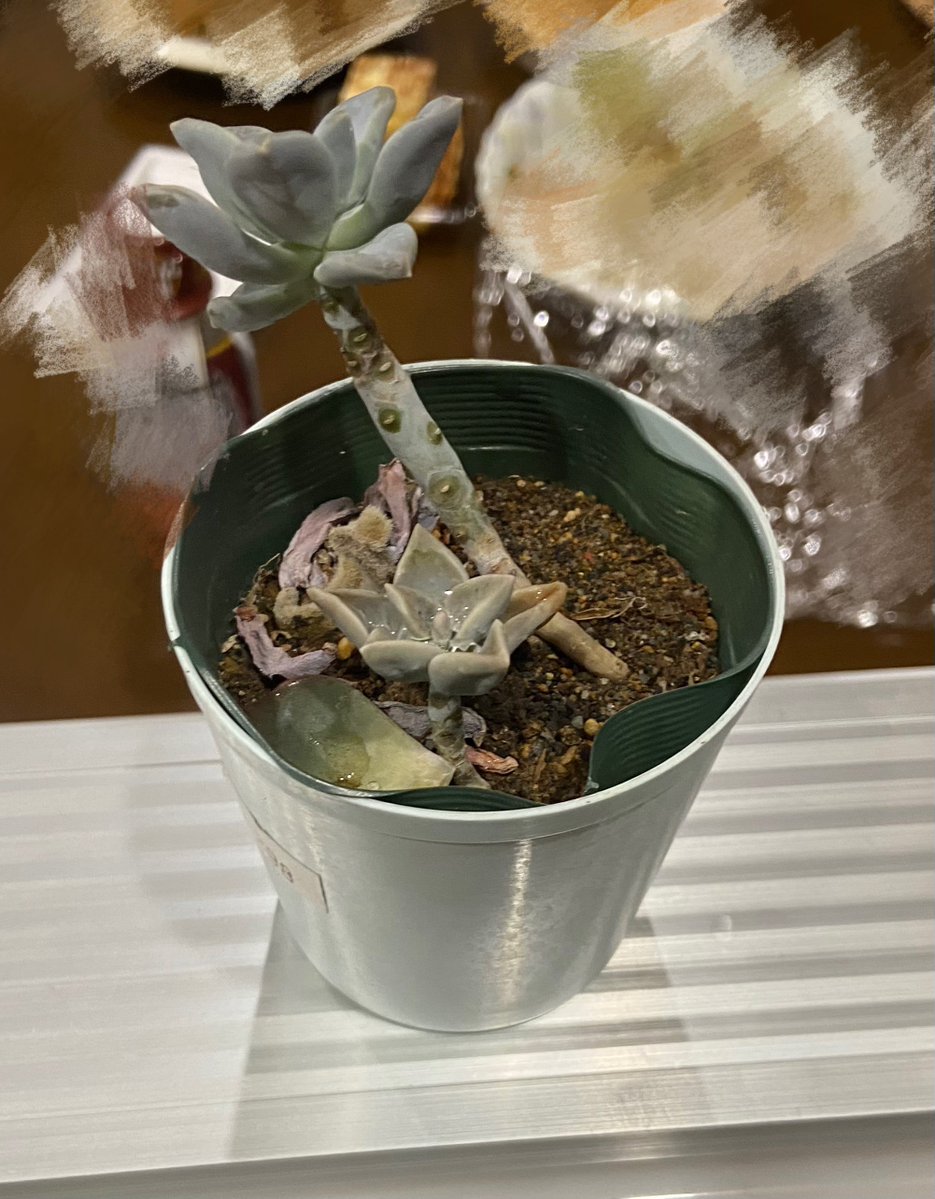 koyoi_utaware's tweet image. お祭りの輪投げでとった〜
多肉植物だけどサボテンじゃないし開いてるのでパーと名付けます