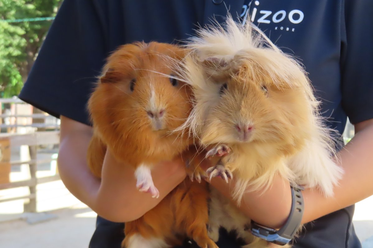 hapibird1's tweet image. 昨日のお当番♪　
小麦ちゃん＆マミーママ　やきそばくん　
＃王子動物園 ＃ふれあい広場 　
＃モルモット　＃イングリッシュ　＃アビシニアン　
＃ウサギ　＃ネザーランドドワーフ
2025年7月26日撮影