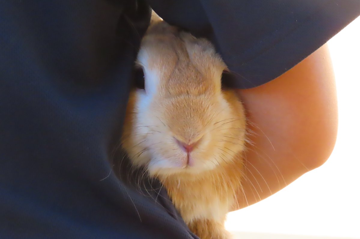 hapibird1's tweet image. 昨日のお当番♪　
小麦ちゃん＆マミーママ　やきそばくん　
＃王子動物園 ＃ふれあい広場 　
＃モルモット　＃イングリッシュ　＃アビシニアン　
＃ウサギ　＃ネザーランドドワーフ
2025年7月26日撮影