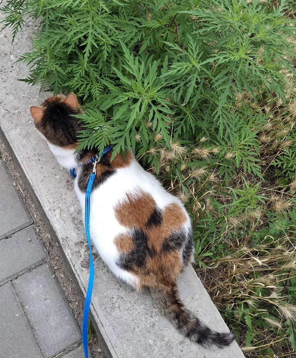 PaleBorza's tweet image. Дурілка верещала весь місяць щоб її випустили на вулицю, 3 роки пройшло як вона на хатньому проживанні а тут згадала
Довелося вивести