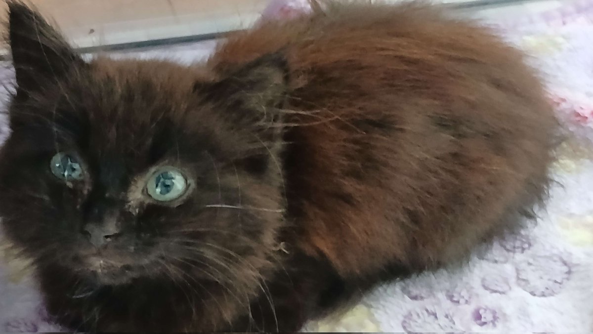 LHibou8's tweet image. Kamasi loaf