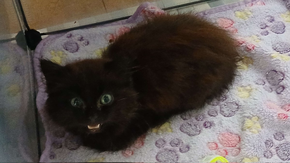 LHibou8's tweet image. Kamasi loaf