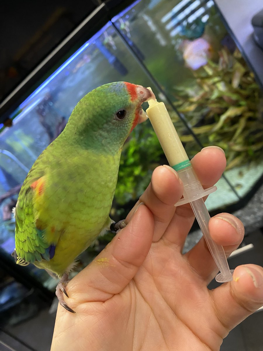 DominikaWalus's tweet image. Jeszcze chwilka, jeszcze kilka dni i Alfonso przeprowadzi się do woliery 🥰
#SwiftParrot