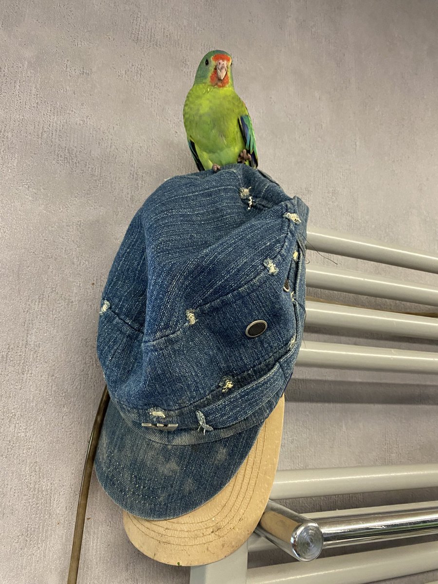 DominikaWalus's tweet image. Jeszcze chwilka, jeszcze kilka dni i Alfonso przeprowadzi się do woliery 🥰
#SwiftParrot