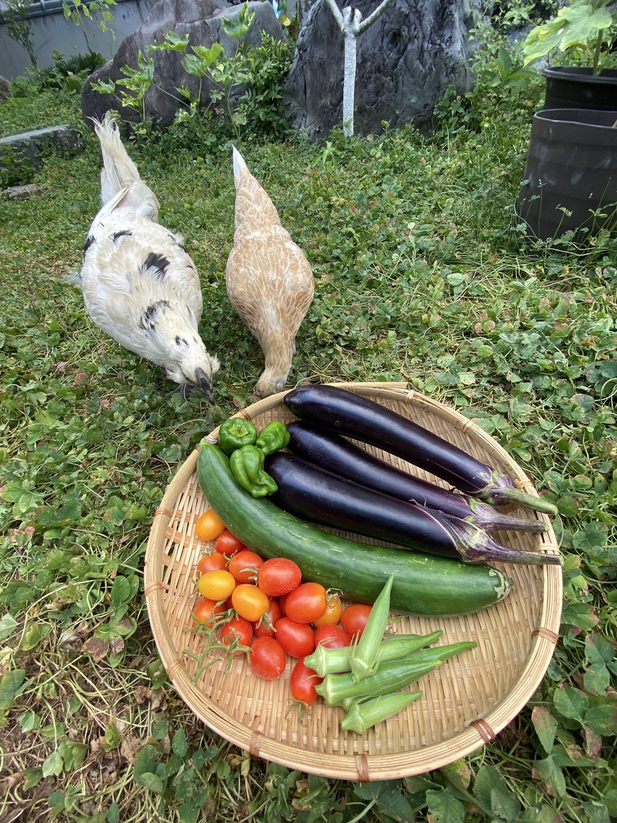 metaniummgsvs's tweet photo. 7月入ってなんの仕事も入らなかった日がようやく来ました...自分で獲った魚介類と庭で収穫した産物で晩餐です。 https://t.co/Sv0AKWVkFw