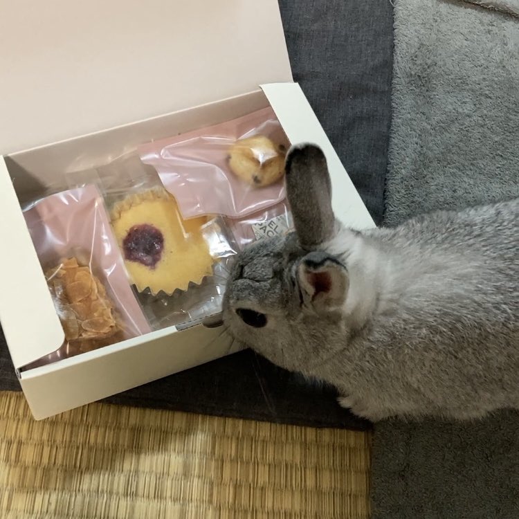 Er7Eh's tweet image. もこ様(@312mokomoko ）の所からお菓子届いた！
前回はおまかせ詰め合わせの方で頼んでめっちゃ美味しかった♪楽しみー♪
うー様は箱を齧ろうとしてた🤣