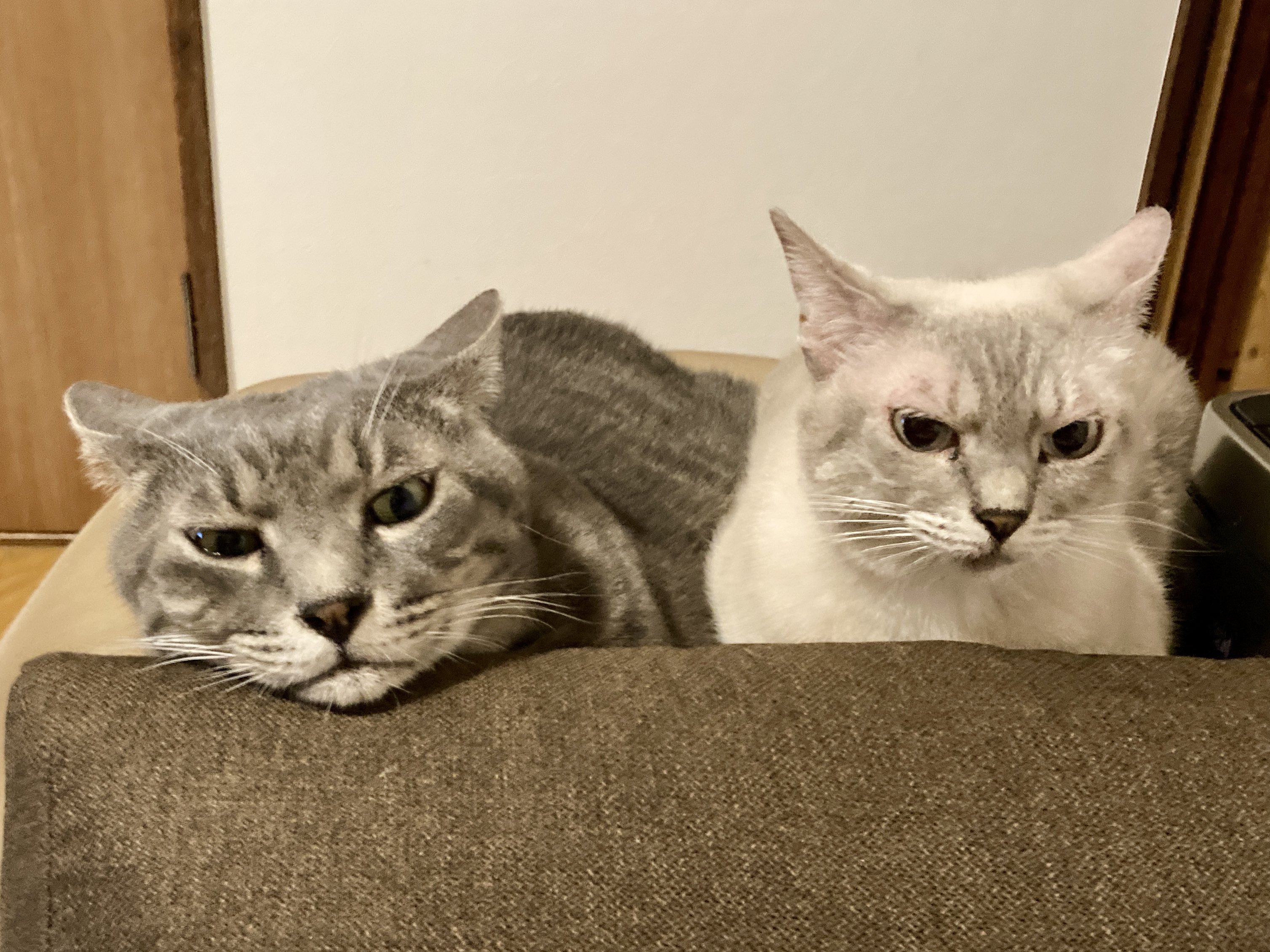 保護猫ちゃん　お幸せに jun on X: 