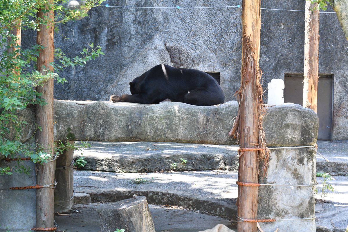 ken_ohno88's tweet image. 11:00  寝てた
11:54  起きてボーっとしてた
 #のんほいパーク　#マレーグマ　
#ハッピイ