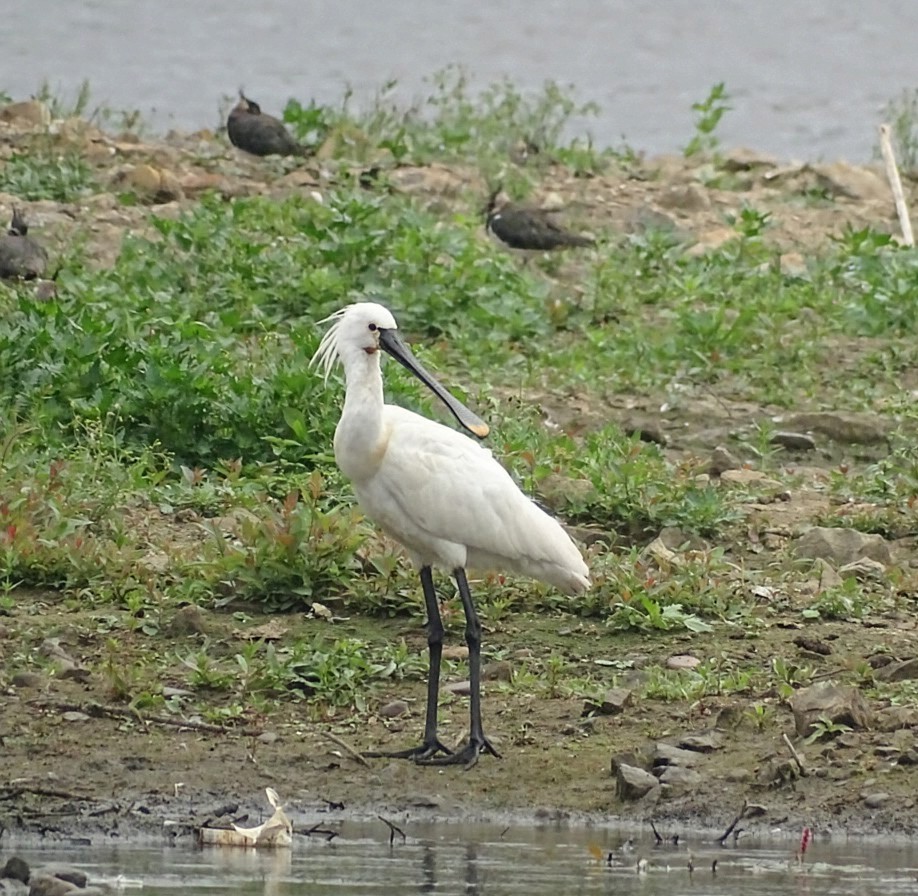 Mel Rowell 🦖 (@mel_rowell) on Twitter photo Spoonbill at St.Aidans nature park. Thanks for likes, retweets, comments <a href="/RSPBAireValley/">RSPB Fairburn Ings and RSPB St Aidan’s</a> <a href="/Natures_Voice/">RSPB</a> <a href="/NatureUK/">NatureUK</a> <a href="/ThePhotoHour/">#ThePhotoHour</a> <a href="/WakeyBirders/">Wakefield Birders</a> Spoonbill at St.Aidans nature park. Thanks for likes, retweets, comments <a href="/RSPBAireValley/">RSPB Fairburn Ings and RSPB St Aidan’s</a> <a href="/Natures_Voice/">RSPB</a> <a href="/NatureUK/">NatureUK</a> <a href="/ThePhotoHour/">#ThePhotoHour</a> <a href="/WakeyBirders/">Wakefield Birders</a>