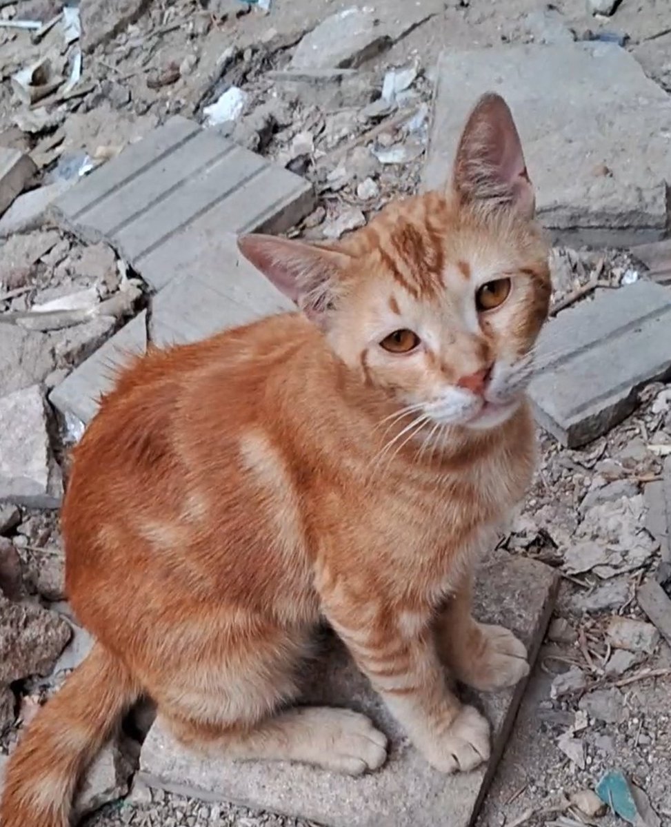 🚨To all animal lovers, to those with compassionate hearts &amp; living consciences, now is the time to prove to yourself &amp; to all the world that humanity is not limited to religion, race or nationality, that by sacrificing &amp; giving up only 1 cup of coffee or meal in order to feed