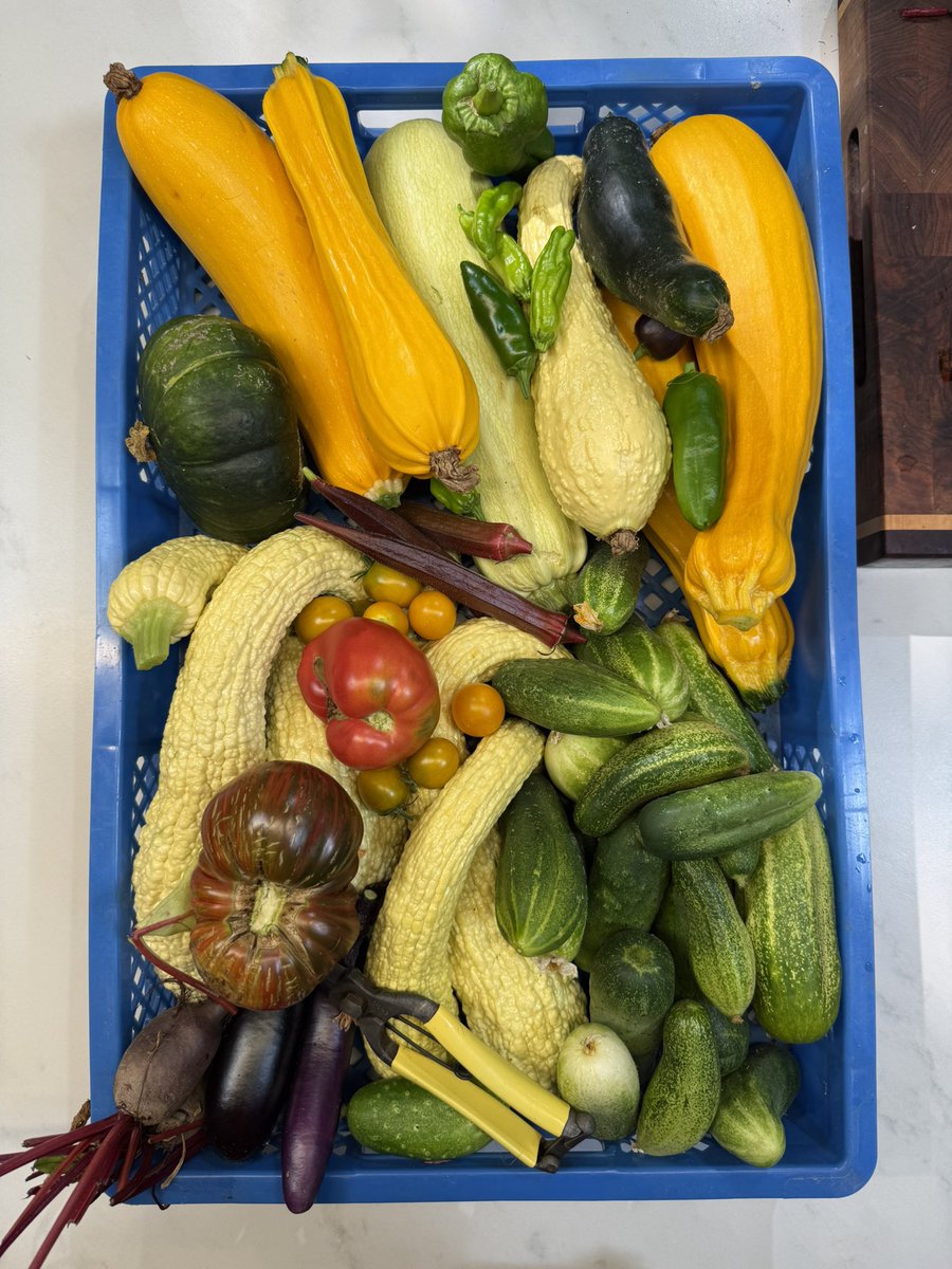 Premières 🍅 au milieu de plein de courgettes