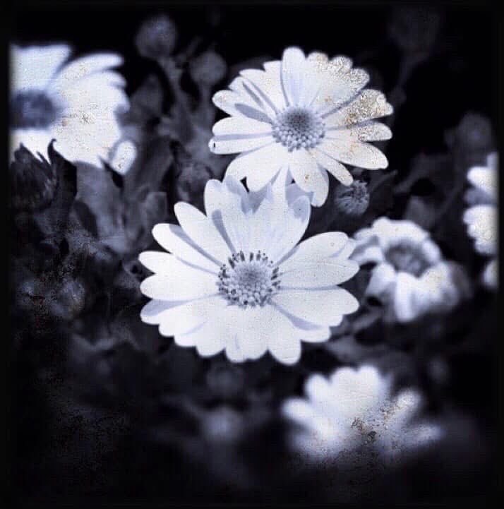 ChrissyvWellean's tweet image. ๐ค๐คโฆ center of a dream โฆ๐ค๐ค