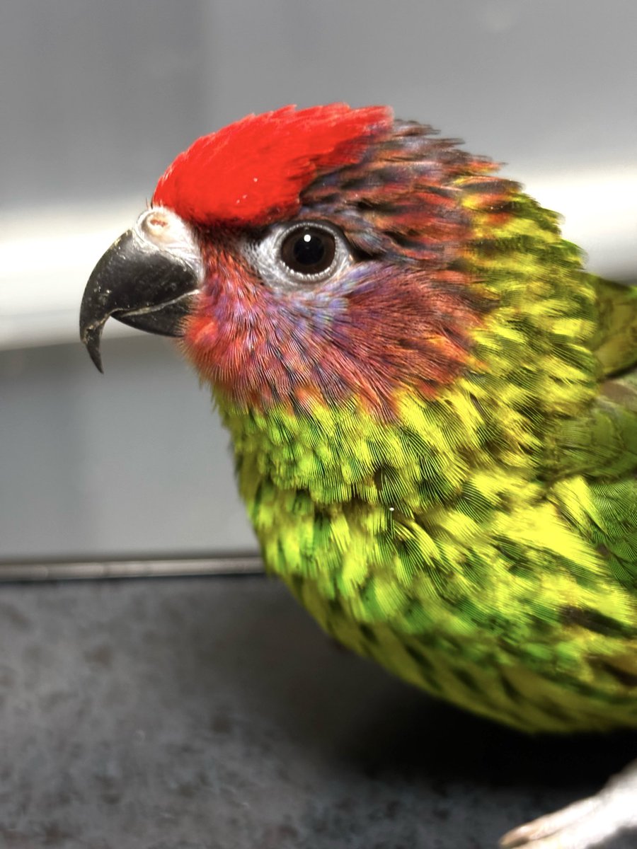 uriurianzu's tweet image. スイカの日なんてあるんですね。
出番ですよ、うりちゃん🍉
#スイカの日
#スジハラスミレインコ