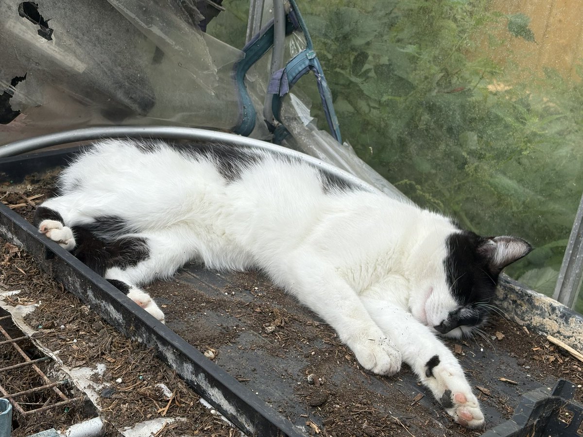 Tim says it’s the perfect day for snoozing in the greenhouse #cats #CatsOfTwitter #CatsOnX