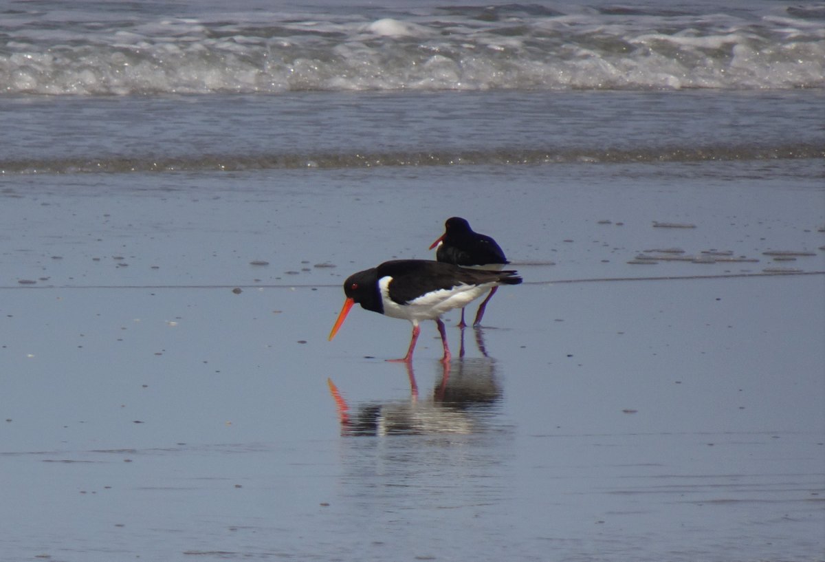 Het water, de zee, het strand. Het is er zo mooi en je treft er bijzondere leukerds aan. Prachtig toch?!