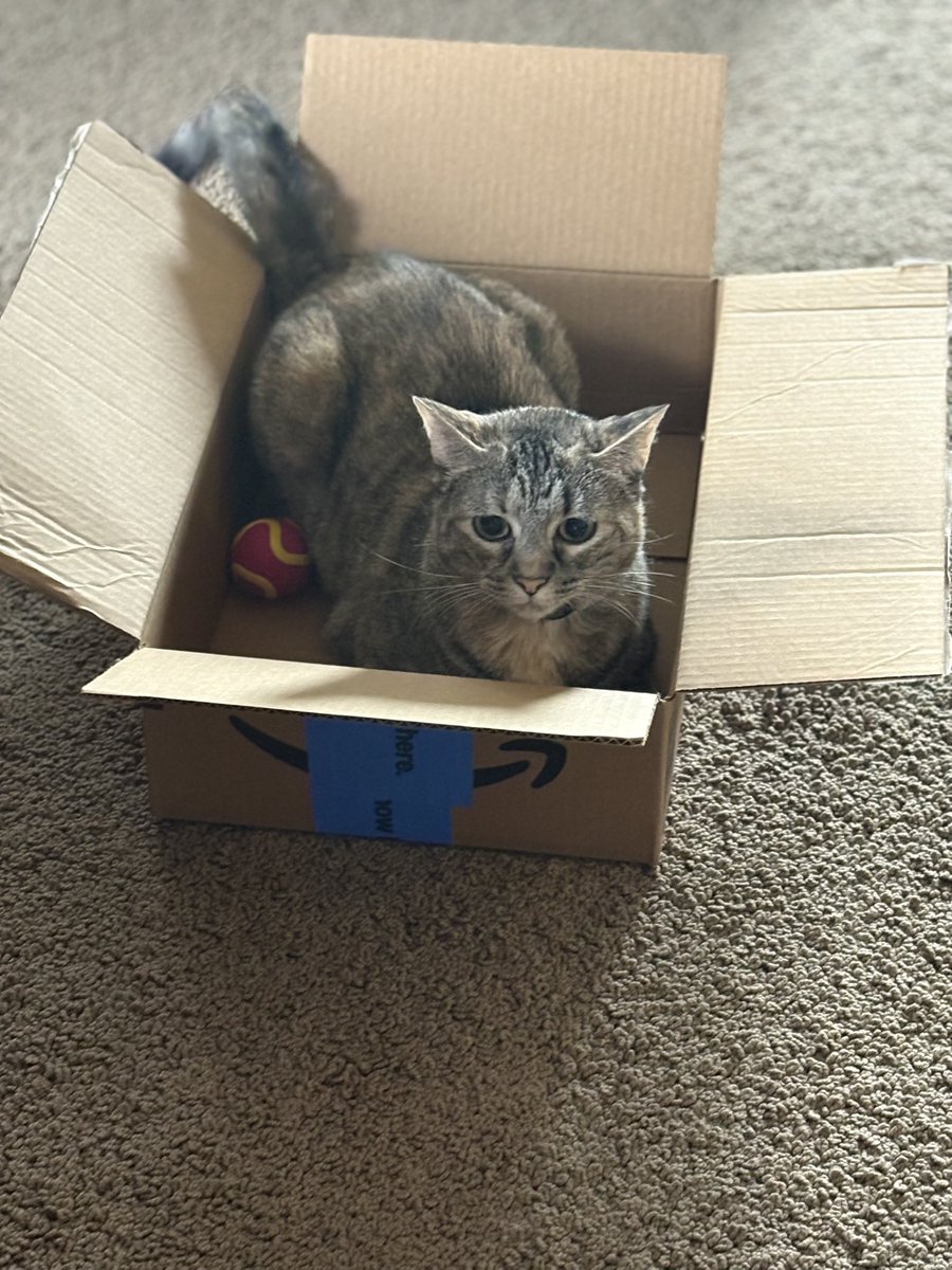Another #Sunday another box and ball! Happy #catboxsunday ❤️I’m glad daddy saved this box for me! Have a happy day❤️ #CatsOfX  #CatsOfTwitter #TabbyTroop  #sundayfunday