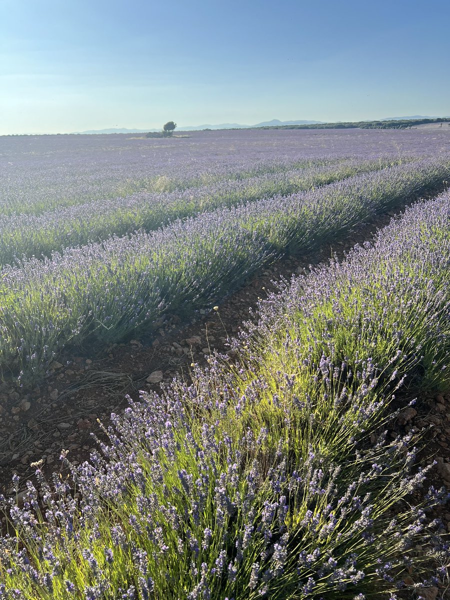 A ver si con tanto turismo desatado no acaban con los campos de lavanda #Brihuega #Guadalajara Había muuucha gente vestida para una boda en Puerto Banús 🤦‍♂️🤦‍♂️