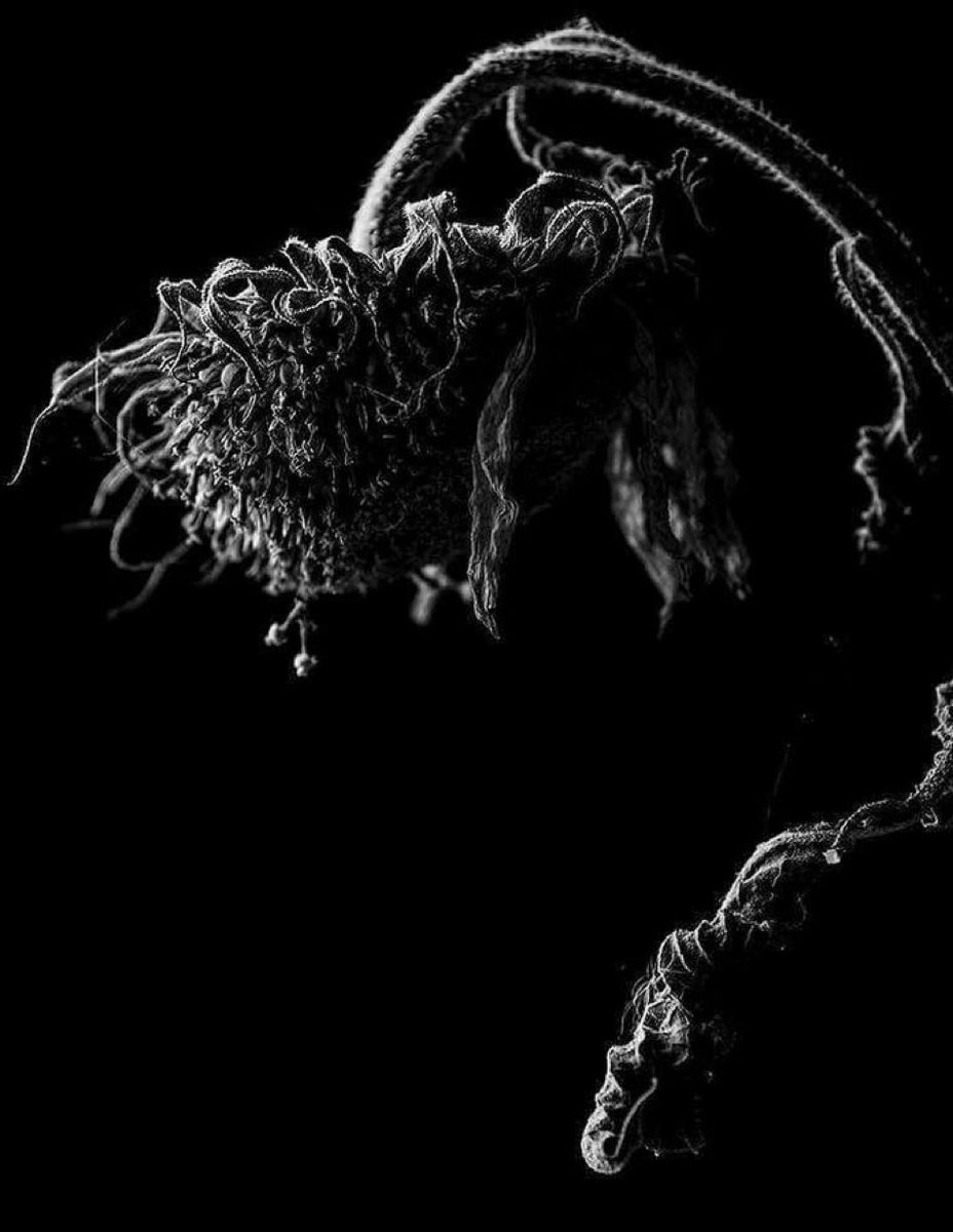 TheBnWWorld's tweet image. B&amp;amp;W SUNDAY SHOWCASE

(🖤🤍: @DMartinezImages)