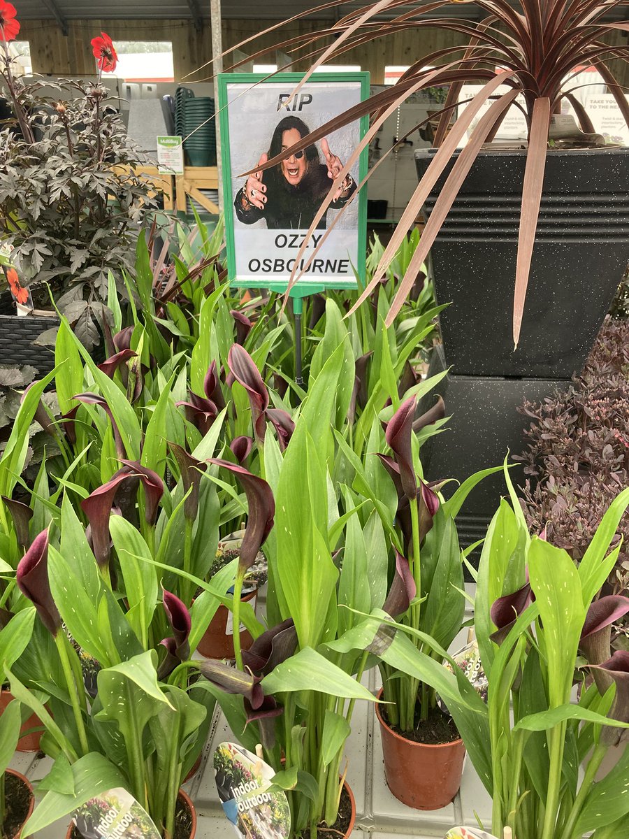 DrAimeeQuicks's tweet image. Lincolnshire garden centre unexpectedly put on Ozzy tribute…