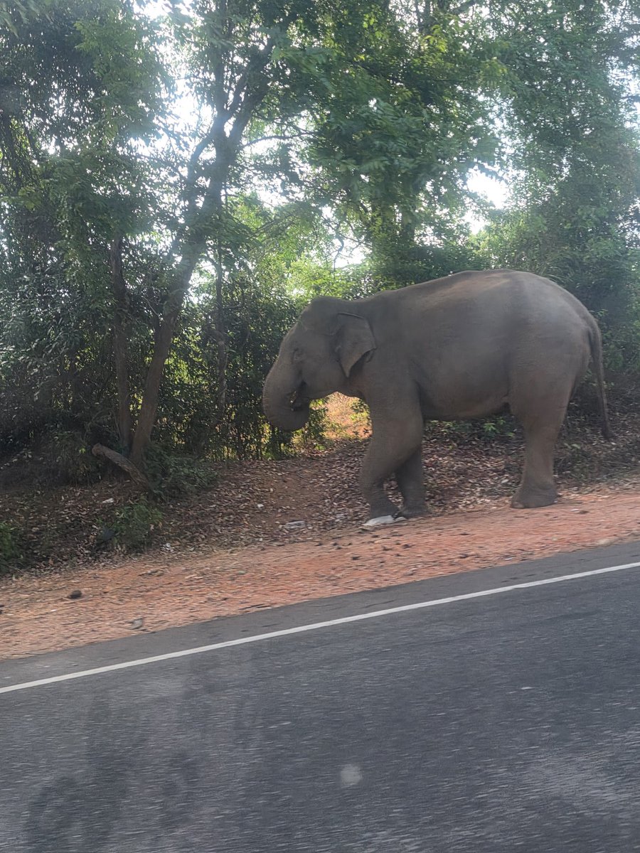 nomoretired2023's tweet image. Elephants cross the road too. This was a true spiritual experience and so uplifting. #SriLanka