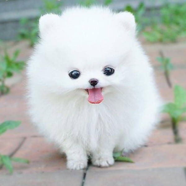 Galina_Plug's tweet photo. #DogLovers #EpicDogs #PrettyDogs #NicePets https://t.co/w49pYBiFmM