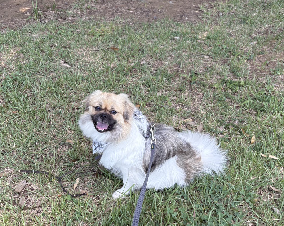 NTibbie's tweet photo. 連日暑い日が続いているけど
公園に行けば
木陰もあって涼しげな風にちょっとほっと一息
レワは
ウキウキして芝生でぴちぴち

#森チ #チベタンスパニエル #tibetanspaniel https://t.co/ivzc3iTFZi