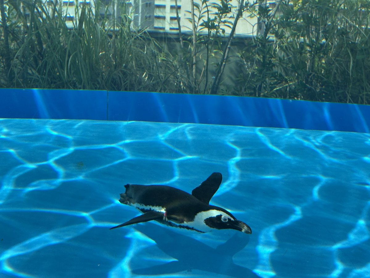 tomatost's tweet image. ペンギンが可愛かった(*´ω`*)