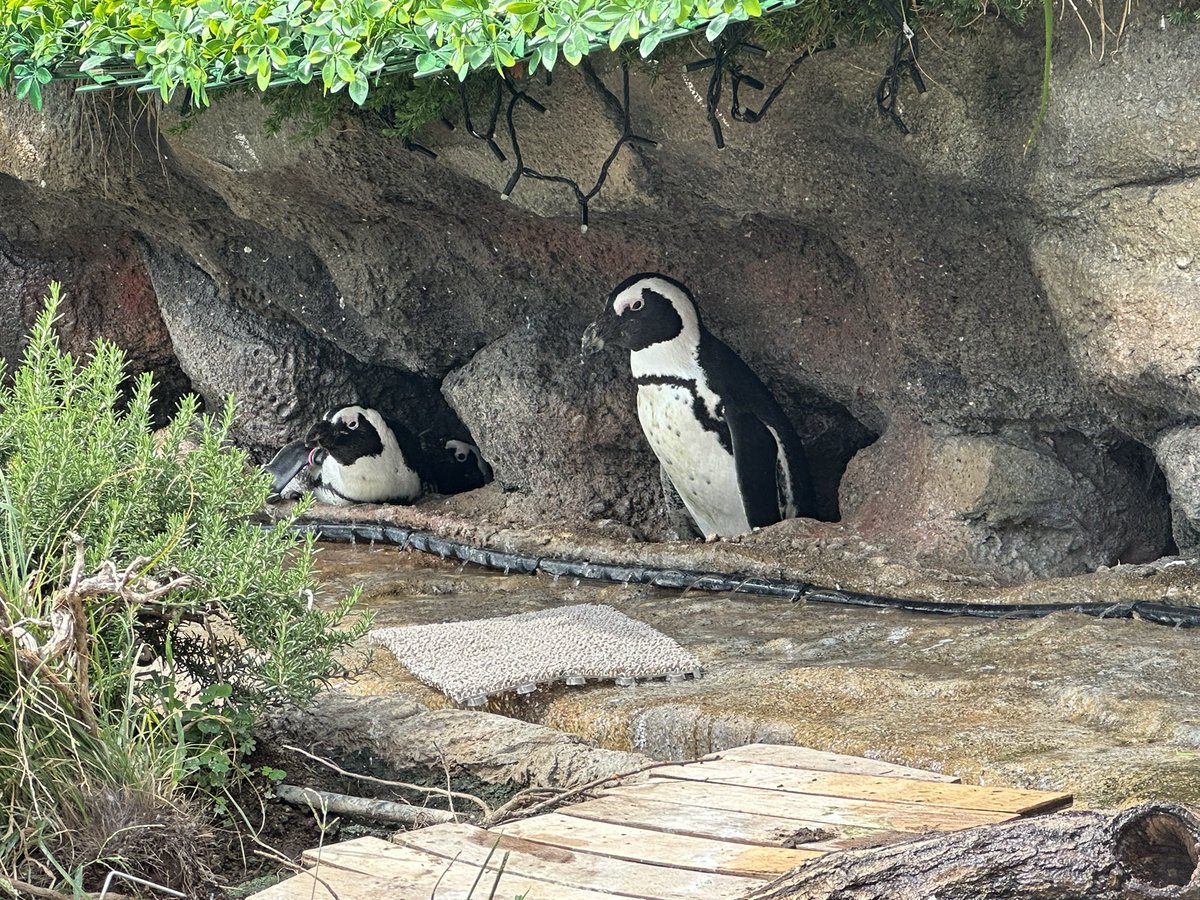 tomatost's tweet image. ペンギンが可愛かった(*´ω`*)
