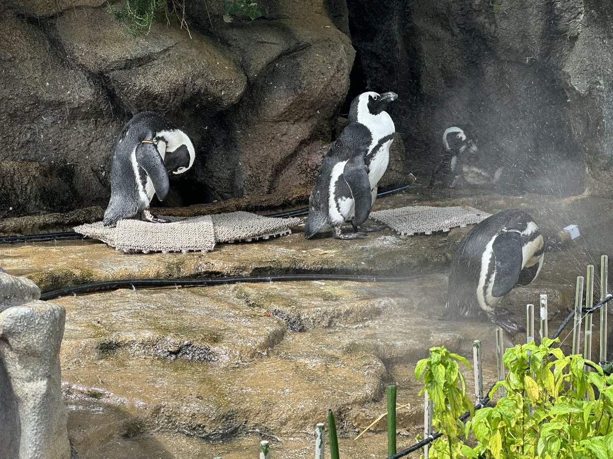 tomatost's tweet image. ペンギンが可愛かった(*´ω`*)