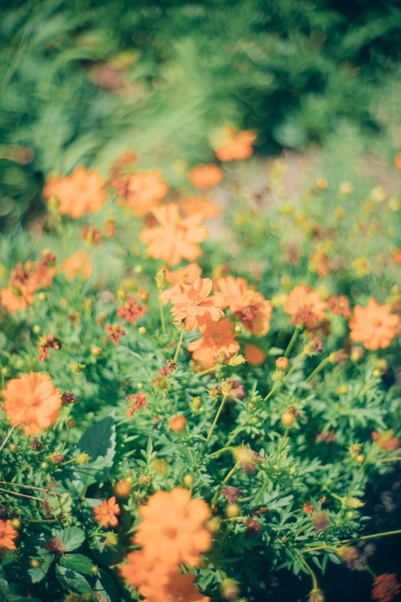 yakatagirl's tweet image. 