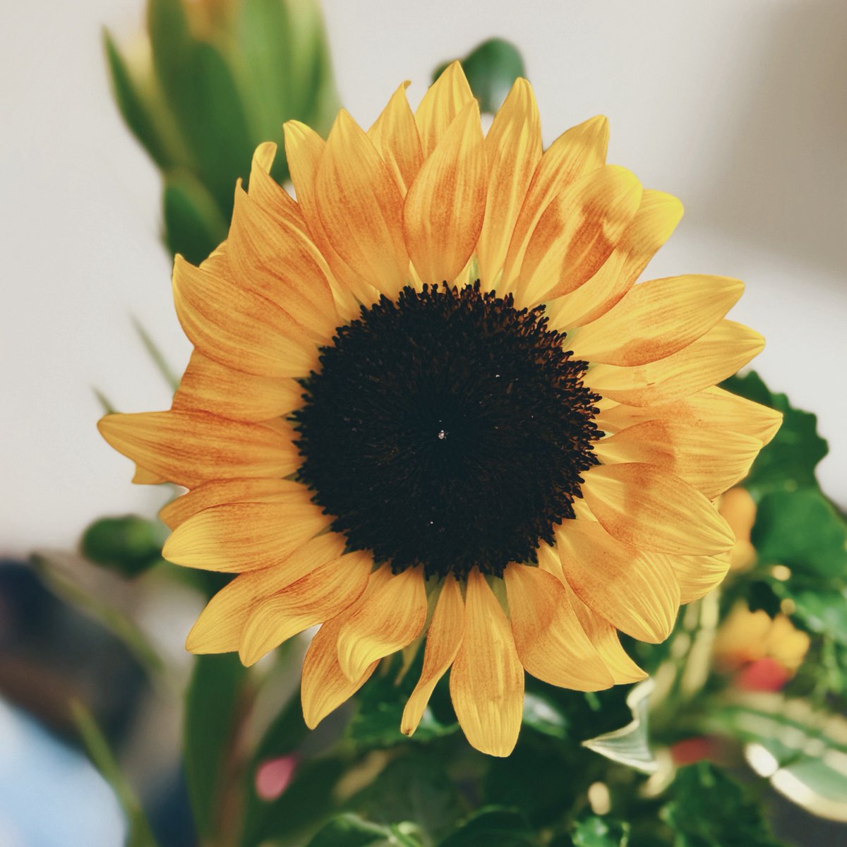 smtk9's tweet image. 写真だとライトで飛んじゃって分かりづらいんですが花弁にちょっと赤が入ってるひまわりを選びました…🌻ということをツイートしにきました