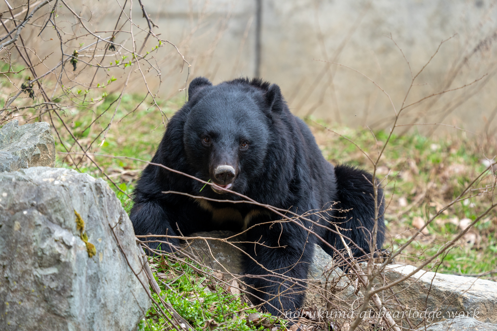 本格的モヘヤの熊 のぶクマ🐻羆と香辛料🐻C106 日曜日 東6 “ク”－37b on X: 